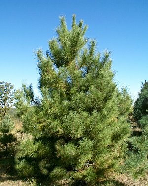 austrian pine