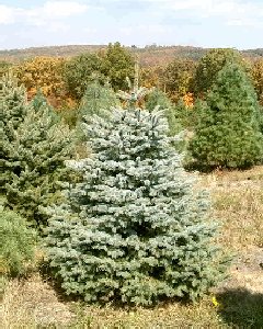 blue spruce