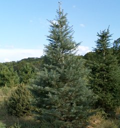 white fir