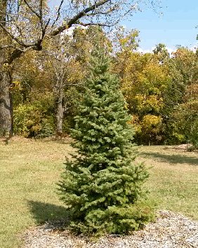douglasfir