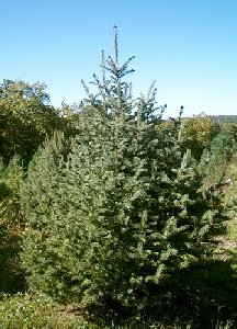 green spruce