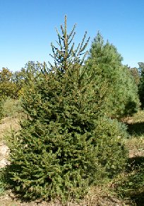 norway spruce