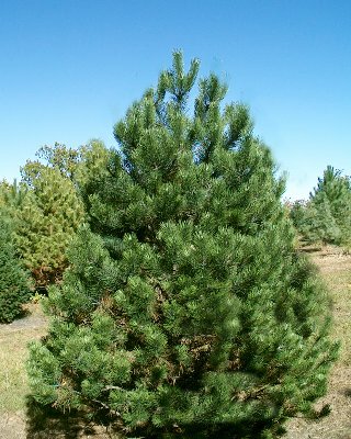 red pine