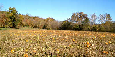 pumpkin patch