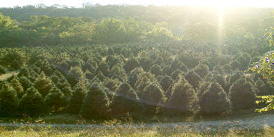 Christmas Trees